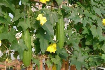 血糖高可以吃佛手瓜吗,佛手瓜的食用指南